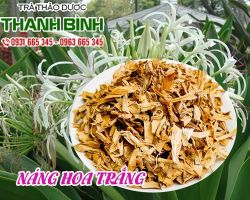 Cây náng hoa trắng [công dụng, cách dùng] mua ở đâu nguyên chất?