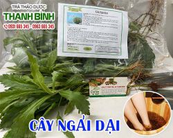 Cây ngải dại [công dụng, cách dùng] mua ở đâu nguyên chất?