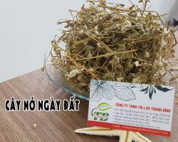 Cây nở ngày đất có tác dụng gì đối với sức khỏe