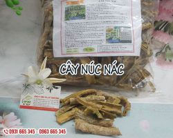 Cây núc nác chữa bệnh gì, công dụng cây núc nác