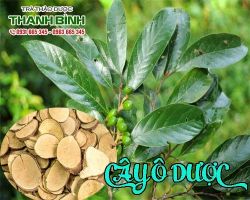 Cây ô dược mua ở đâu nguyên chất?
