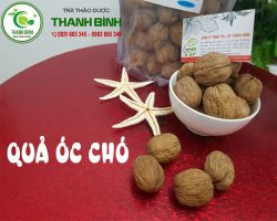 Cây quả óc chó chữa bệnh gì?