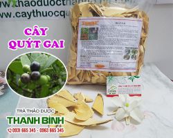 Cây quýt gai [công dụng, cách dùng] mua ở đâu nguyên chất?
