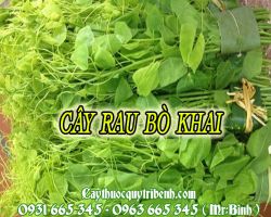 Cây rau bò khai