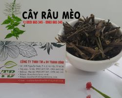 Cây râu mèo có tác dụng gì?