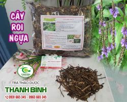 Cây roi ngựa [công dụng, cách dùng] mua ở đâu nguyên chất?