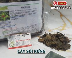 Cây sói rừng và những công dụng khiến bạn bất ngờ