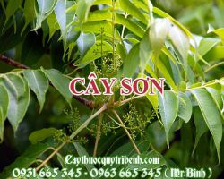 CÂY SƠN