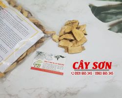 Cây sơn trị bệnh gì, công dụng của cây sơn