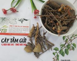 Cây tầm gửi có tác dụng gì