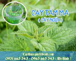 Cây tầm ma (cây ngứa)