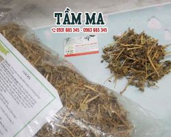 Cây tầm ma có tác dụng gì, cách sử dụng cây tầm ma hiệu quả