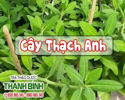 Cây Thạch Anh [ TÁC DỤNG, CÁCH LÀM ] MUA Ở ĐÂU NGUYÊN CHẤT GIÁ RẺ ?