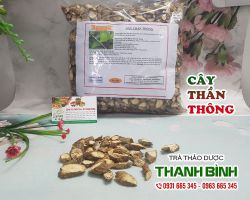 Cây thần thông [công dụng, cách dùng] mua ở đâu nguyên chất?