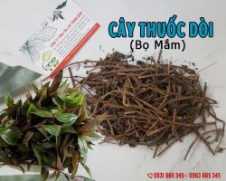 Cây thuốc dòi (Cây bọ mắm) trị bệnh gì?