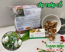 Cây Trâu Cổ [ TÁC DỤNG, CÁCH DÙNG ] MUA Ở ĐÂU NGUYÊN CHẤT GIÁ RẺ ?