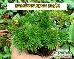 Cây Trường Sinh Thảo [ TÁC DỤNG, CÁCH LÀM ] MUA Ở ĐÂU NGUYÊN CHẤT GIÁ RẺ ?