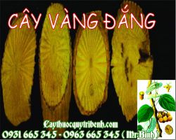 Cây vàng đắng