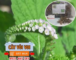 Cây vòi voi và những bài thuốc chữa viêm da cơ địa