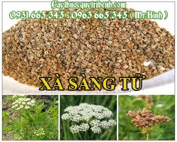 CÂY XÀ SÀNG (XÀ SÀNG TỬ)