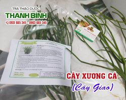 Cây xương cá [công dụng, cách dùng] mua ở đâu nguyên chất?