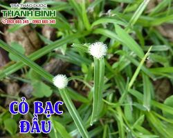 Cỏ bạc đầu [công dụng, cách dùng] mua ở đâu nguyên chất?