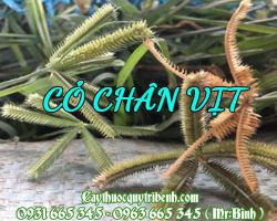 Cỏ chân vịt