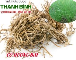 Cỏ hương bài [công dụng lưu ý khi sử dụng] mua ở đâu giá bán tốt nhất?