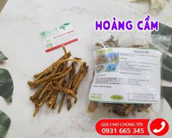Công dụng cây hoàng cầm, hoàng cầm trị bệnh gì