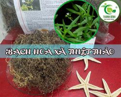 Công dụng của bạch hoa xà thiệt thảo