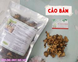Công dụng của cảo bản trong Đông Y