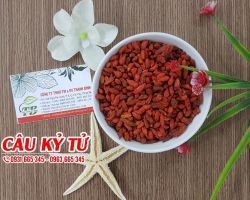 Công dụng của câu kỷ tử là gì ?