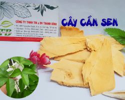 Công dụng của cây cần sen
