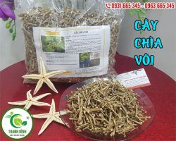 Công dụng của cây chìa vôi, cách sử dụng cây chìa vôi như thế nào