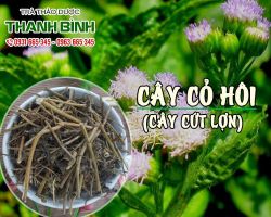 Công dụng của cây cỏ hôi ít ai biết
