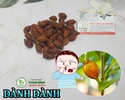 Công dụng của cây dành dành trong việc giúp giảm sưng tấy hiệu quả