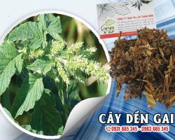 Công dụng của cây dền gai
