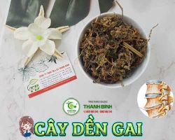 Công dụng của cây dền gai trong việc hỗ trợ điều trị bệnh lỵ