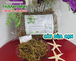 Công dụng của cây dừa cạn là gì ???