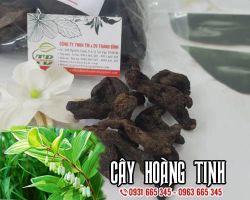 Công dụng của cây hoàng tinh
