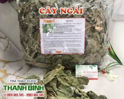 Công dụng của cây ngái trong chữa bệnh trĩ hiệu quả nhất