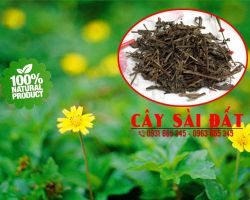 Công dụng của cây sài đất
