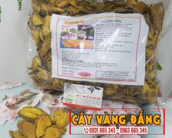 Công dụng của cây vàng đắng là gì ???