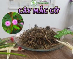 Công dụng của cây xấu hổ (cây mắc cỡ) trong việc hỗ trợ thanh nhiệt cơ thể