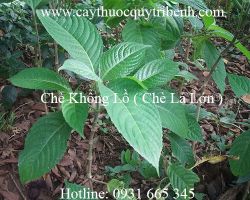 Công dụng của chè khổng lồ (chè lá lớn) làm thức ăn cho thỏ tốt nhất