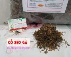 Công dụng của cỏ seo gà trong Đông y ít người biết