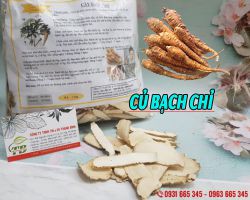 Công dụng của củ bạch chỉ