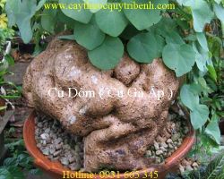 Công dụng của củ dòm ( củ gà ấp ) trong điều trị đau thần kinh hiệu quả