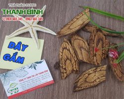 Công dụng của dây gắm