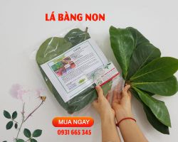 Công dụng của lá bàng non chữa viêm da cơ địa